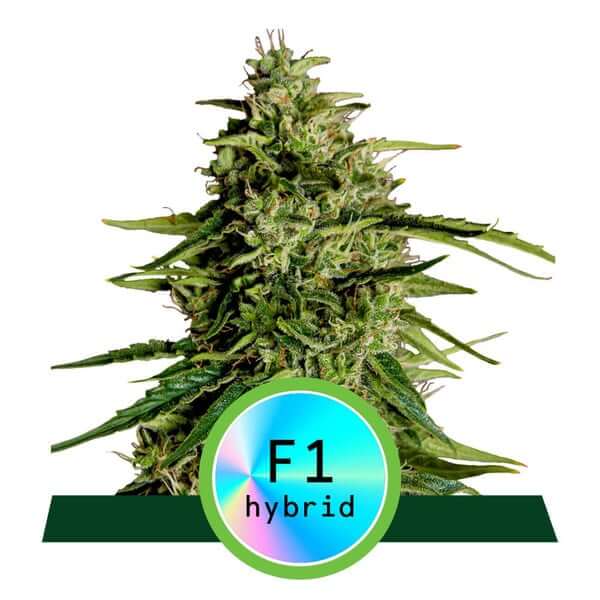 Milky Way F1 Auto - Alchimia
