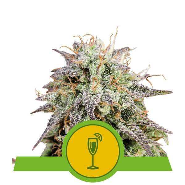 Mimosa Auto - Alchimia