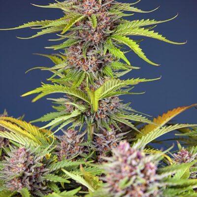Mimosa Bruce Banner XL Auto - Alchimia