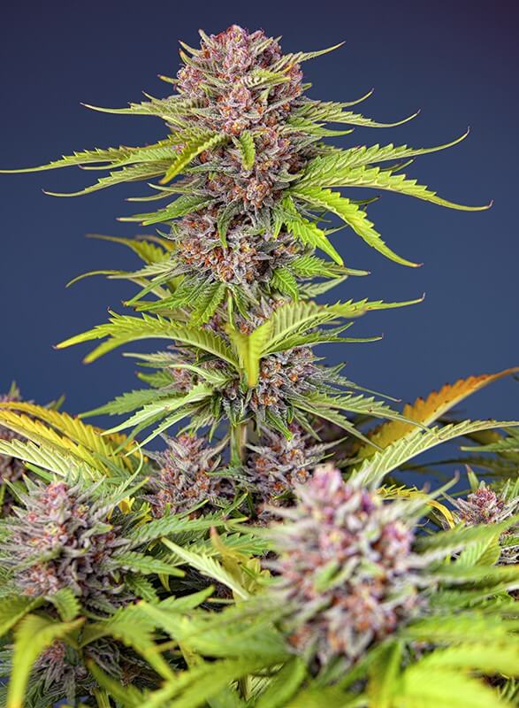 Mimosa Bruce Banner XL Auto - Alchimia