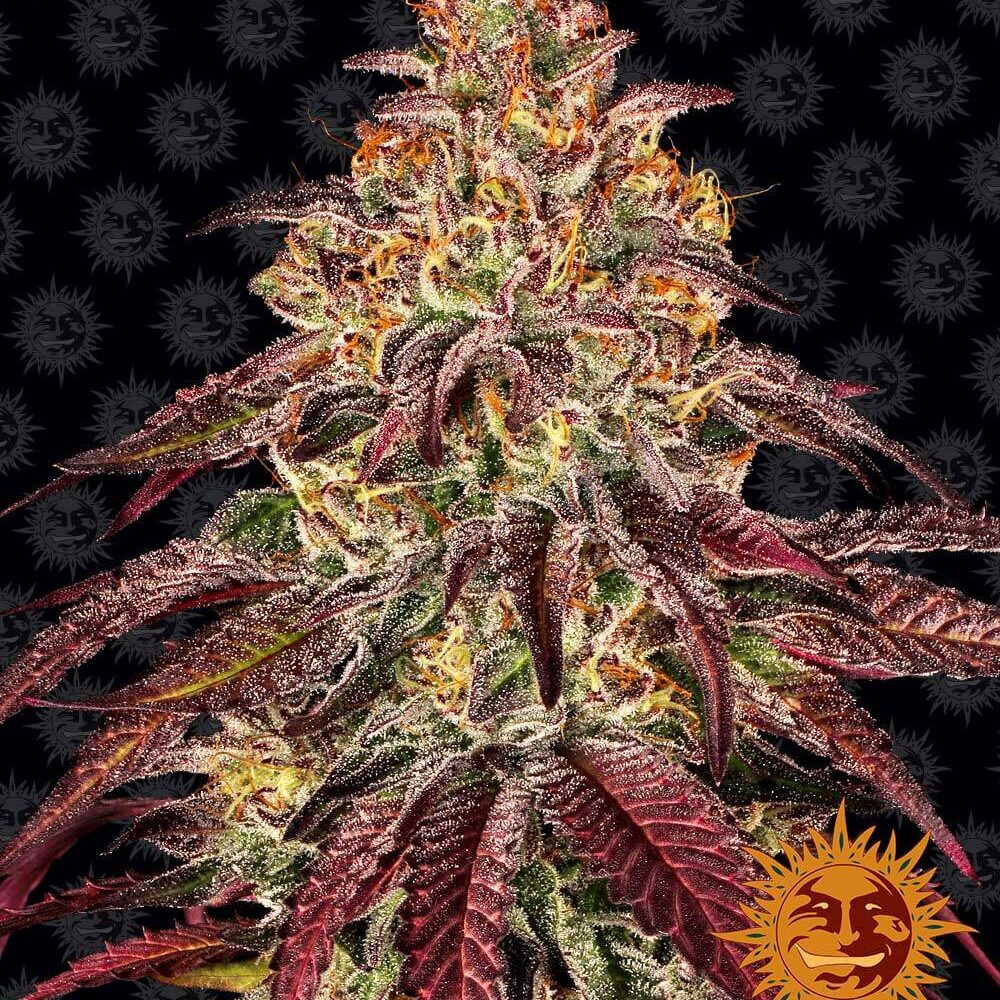 Mimosa x Orange Punch Auto - Alchimia