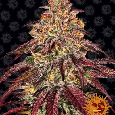 Mimosa x Orange Punch Auto - Alchimia