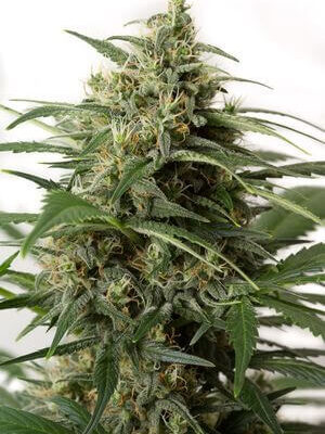 Moby Dick XXL Auto - Alchimia