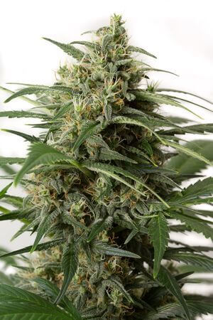 Moby Dick XXL Auto - Alchimia