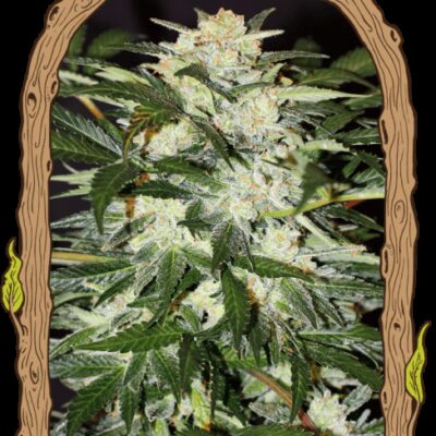 Monster Mash Auto - Alchimia