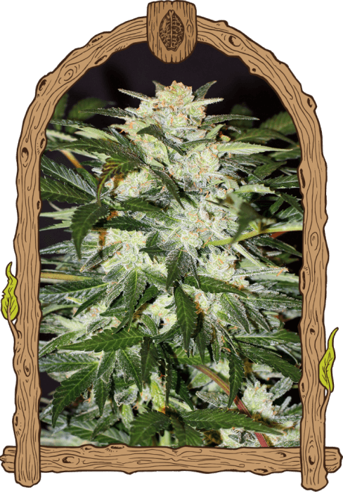 Monster Mash Auto - Alchimia