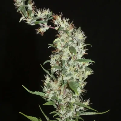 Moroccan Beldia - Alchimia