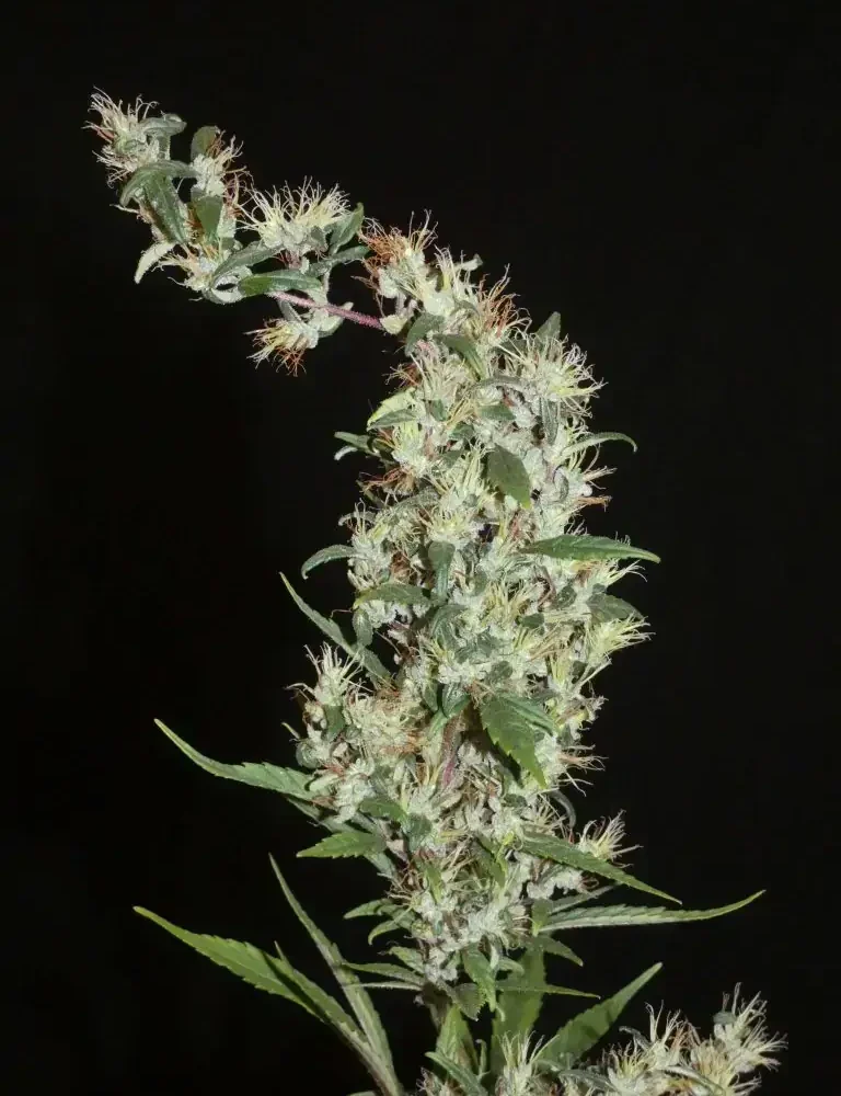 Moroccan Beldia - Alchimia