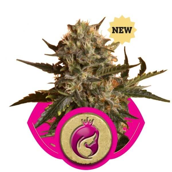 Mother Gorilla aka Royal Madre - Alchimia