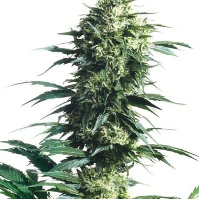 Mothers Finest - Alchimia