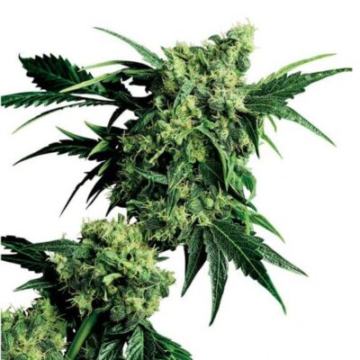 Mr Nice G13 x Hash Plant - Regular - Alchimia