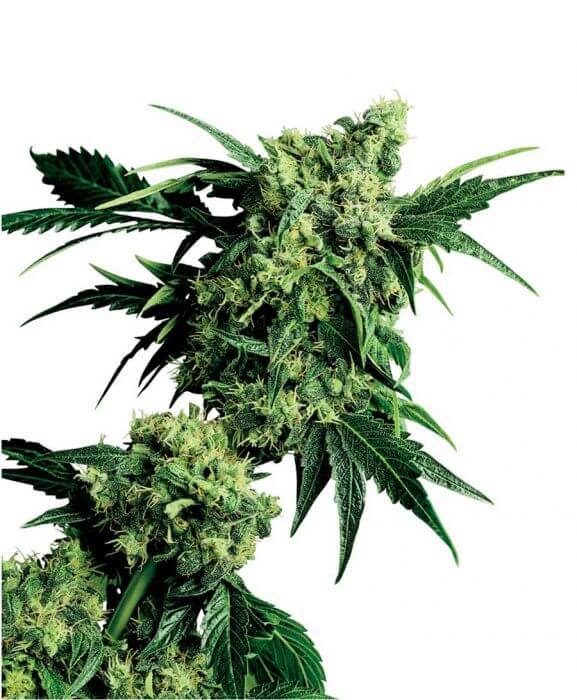Mr Nice G13 x Hash Plant - Regular - Alchimia