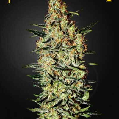 Neville's Haze - Alchimia