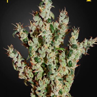 NL5 Haze Mist - Alchimia