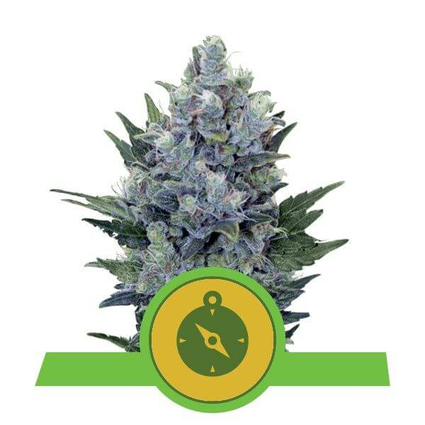 Northern Light Automatic - Alchimia