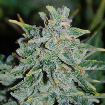 Northern Light Blue Auto - Alchimia