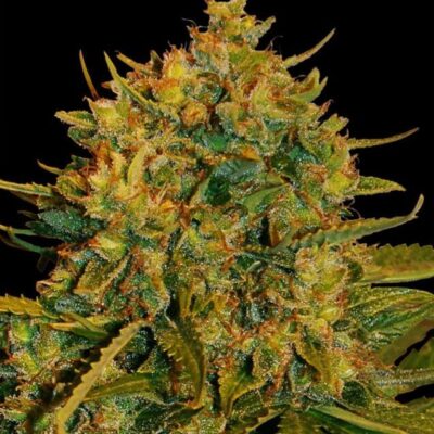 Northern Light x Big Bud Ryder - Alchimia