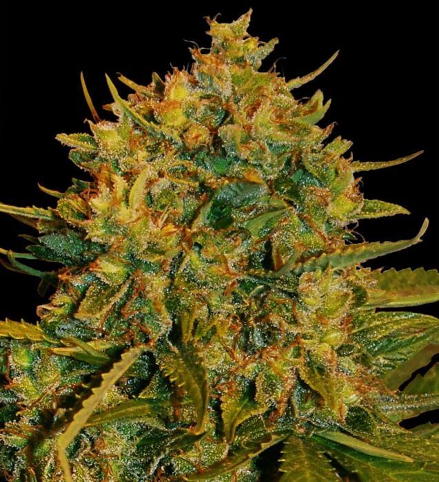 Northern Light x Big Bud Ryder - Alchimia