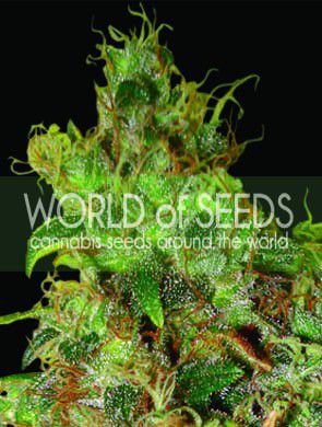Northern Light x Skunk - Alchimia