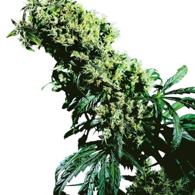 Northern Lights 5 x Haze - Regular - Alchimia