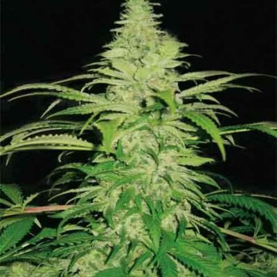 Northern Lights - Alchimia