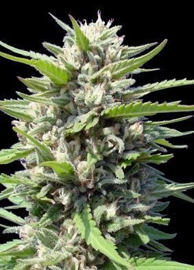 Northern Lights Auto - Alchimia