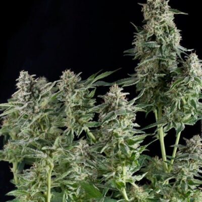 Northern Lights CBD - Alchimia