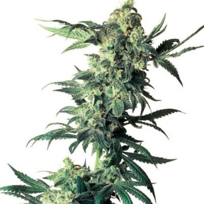 Northern Lights - Regular - Alchimia