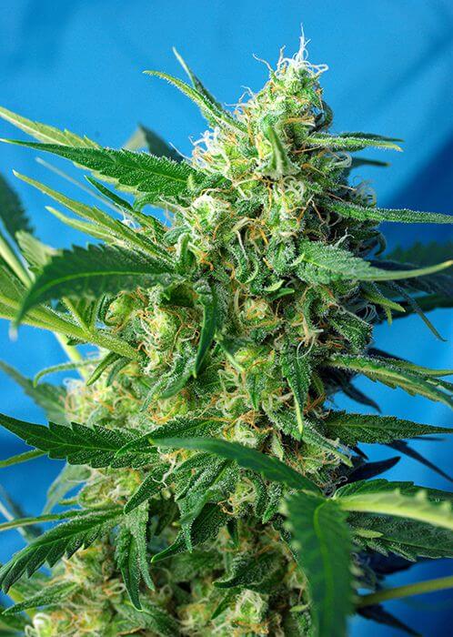 NYC Diesel Auto / Ice Cool Auto - Alchimia