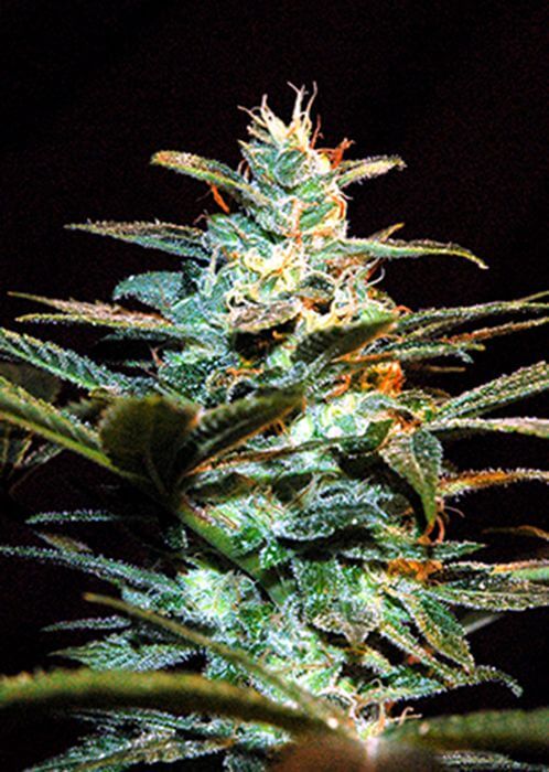 NYC Diesel / Ice Cool - Alchimia