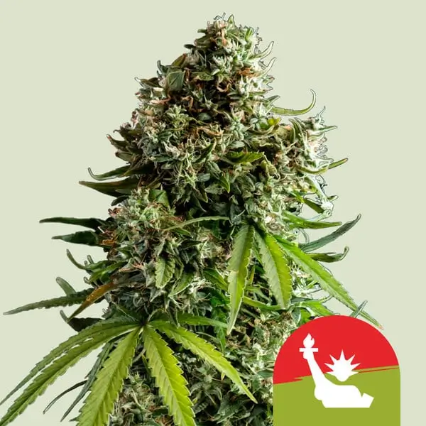 NYC Sour D Auto - Tyson 2.0 - Alchimia