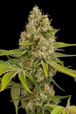OG Kush - Alchimia