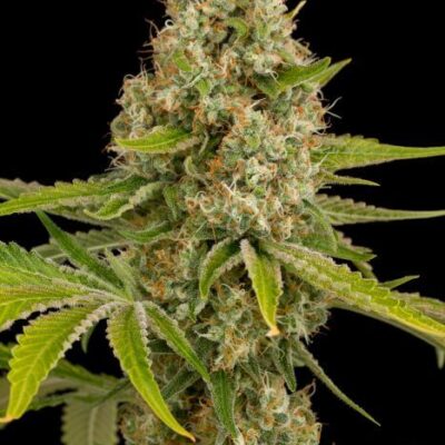 OG Kush - Alchimia