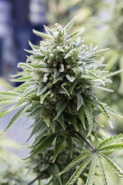 OG Kush Auto - Alchimia