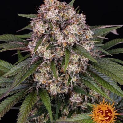 OG Kush Auto - Barney's Farm - Alchimia