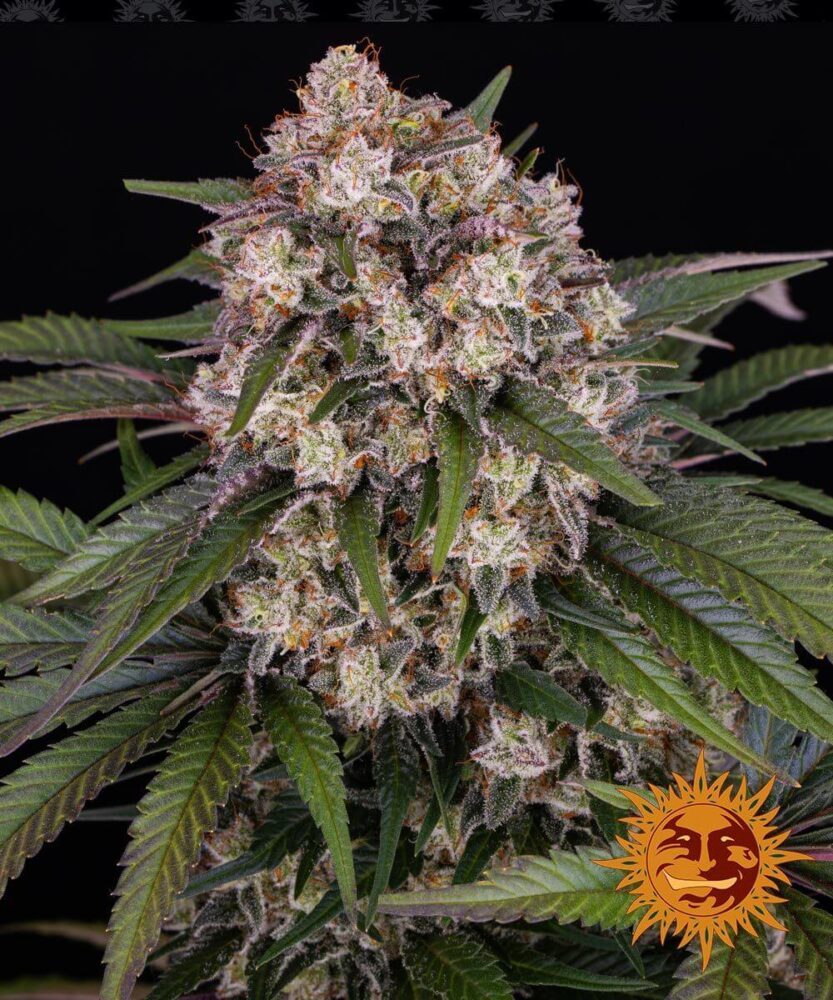 OG Kush Auto - Barney's Farm - Alchimia