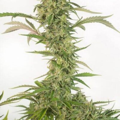OG Kush Auto CBD - Alchimia