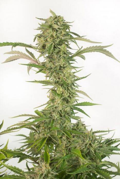 OG Kush Auto CBD - Alchimia