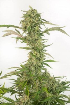 OG Kush Auto CBD - Alchimia