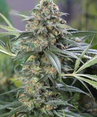 OG Kush CBD - Alchimia