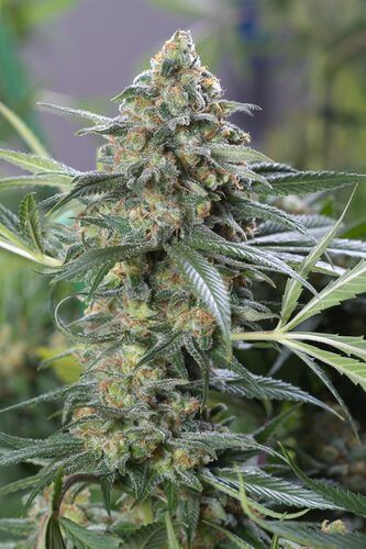 OG Kush CBD - Alchimia