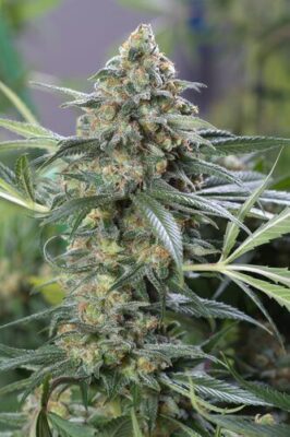 OG Kush CBD - Alchimia