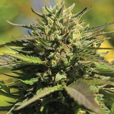 OG Kush - Humboldt Seeds Company - Alchimia
