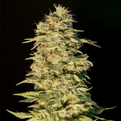 OG Lemon Bilbo - Alchimia