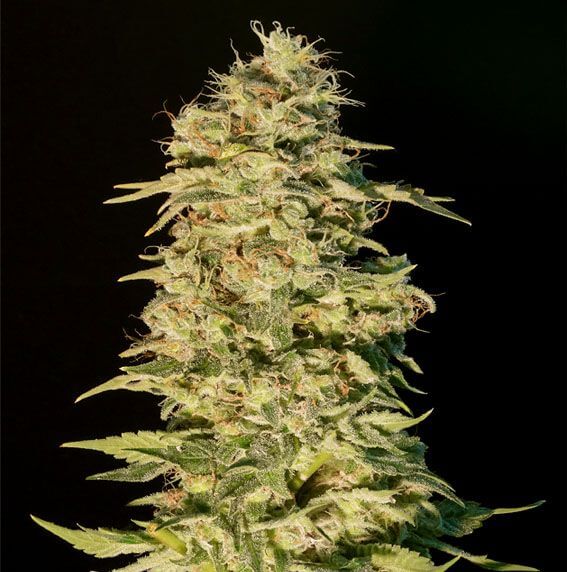 OG Lemon Bilbo - Alchimia