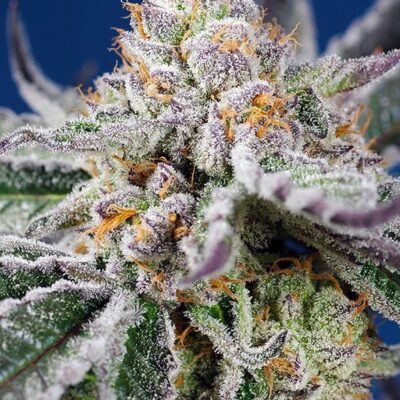 Orange Apricot Glue XL Auto - Alchimia