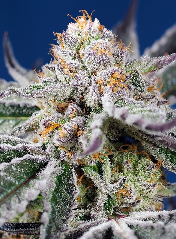 Orange Apricot Glue XL Auto - Alchimia