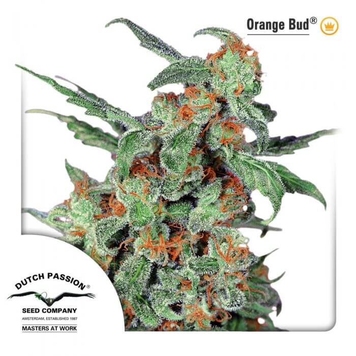 Orange Bud - Regular - Alchimia
