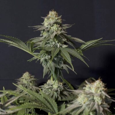 Orange Sherbet FF - Alchimia