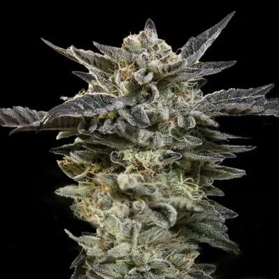 Oreoz Auto - Alchimia